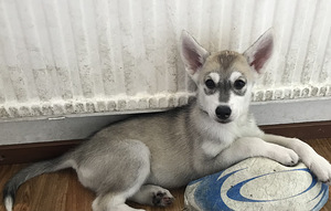 Siperianhusky narttu pennut (3 valokuva sivusta 4)