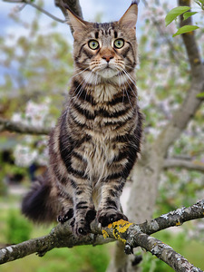 Tõutunnistusega noor Maine Coon (2 foto / 4)