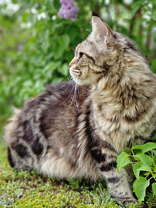 Tõutunnistusega noor Maine Coon (4 foto / 4)