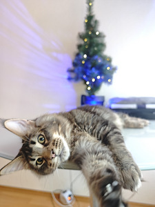 Чистокровный молодой мейнкун с родословной. (3 фото из 7)