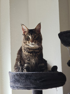 Чистокровный молодой мейнкун с родословной. (3 фото из 7)