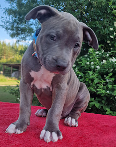 AMERICAN BULLY XL ar ABKC ciltsrakstiem (6 foto no 8)