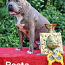 AMERICAN BULLY XL ar ABKC ciltsrakstiem (foto #5)