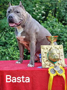 AMERICAN BULLY XL ar ABKC ciltsrakstiem (5 foto no 8)