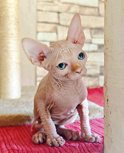 Elite line Canadian sphynx (3 foto no 5)