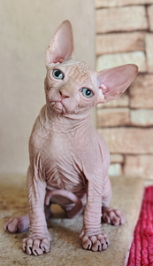 Elite line Canadian sphynx (5 foto no 5)