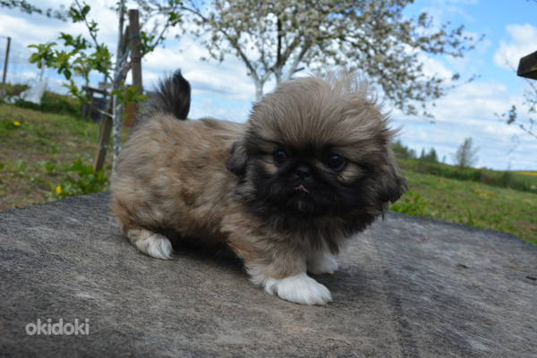 Pekinas (nuotrauka #6)