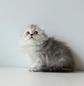 Scotish котята (2 фото из 9)