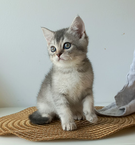 Scottish Straight котята (8 фото из 9)