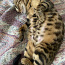 Bengal cat (foto #2)
