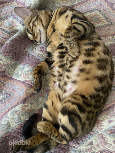 Bengal cat (foto #2)