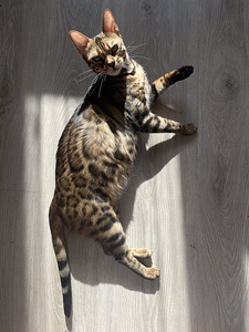 Bengal cat (3 foto no 7)