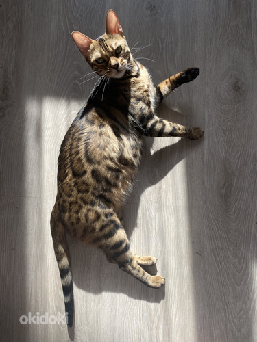 Bengal cat (foto #3)