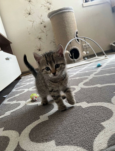 Кот ищет дом :) (1 фото из 3)