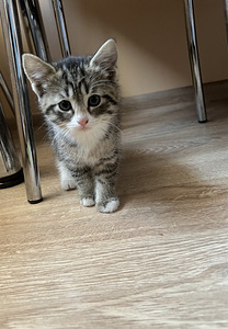 Кот ищет дом :) (2 фото из 3)
