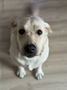 Labradori retriiver (2 foto / 2)