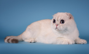 Müüa Scottish Fold tõugu kassipojad (4 foto / 5)