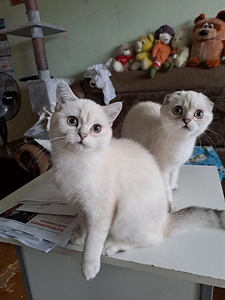 Продаются котята породы Scottish Fold (1 фото из 6)