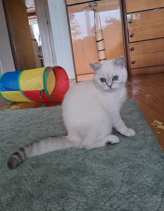 Müüa Scottish Fold tõugu kassipojad (2 foto / 6)