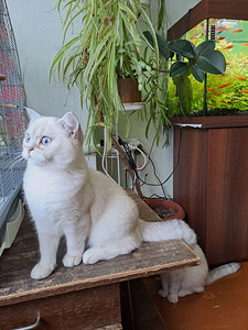 Продается котёнок породы Scottish Straight (3 фото из 5)