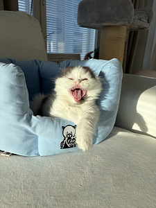 Scottish fold kssanpentuja (4 valokuva sivusta 5)