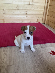 Jack Russelli terjer (1 foto / 4)