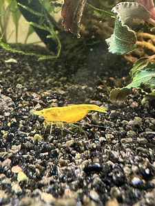 NEOCARIDINA krevetid 5tk (2 foto / 4)
