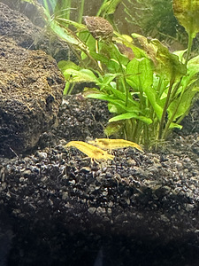 NEOCARIDINA krevetid 10 tk (1 foto / 4)