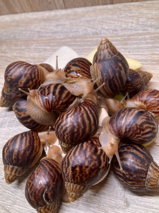 Achatina immaculata (1 foto / 7)