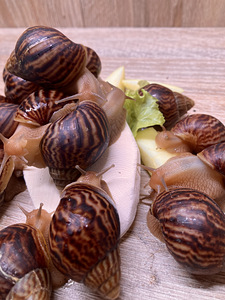 Achatina immaculata (3 foto / 7)