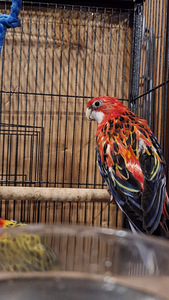 Rosella papagoid koos puuriga. (5 foto / 5)
