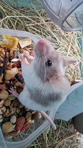 Müüa kääbus jaapani hiir (puur ja toit) (1 foto / 4)