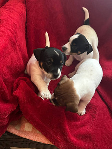 Jack Russelli terjeri kutsikad sugupuuga (1 foto / 9)