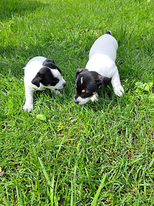 Jack Russelli terjeri kutsikad sugupuuga (5 foto / 9)