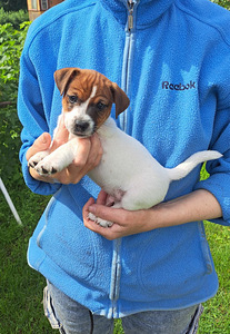Jack Russelli terjeri kutsikad sugupuuga (2 foto / 9)