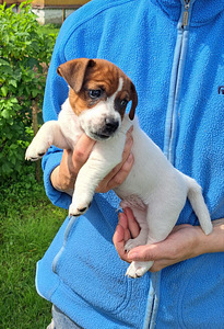 Jack Russelli terjeri kutsikad sugupuuga (3 foto / 9)