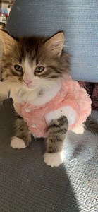 Kauniita kissan pentuja (1 valokuva sivusta 2)