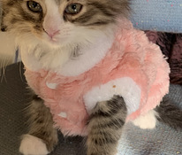 Kauniita kissan pentuja