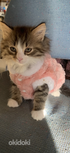 Kauniita kissan pentuja