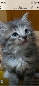 Komea pentu poika. (1 valokuva sivusta 4)