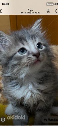 Kauniita kissan pentuja