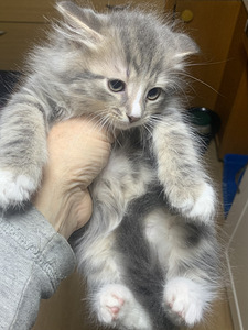 Komea pentu poika. (3 valokuva sivusta 4)