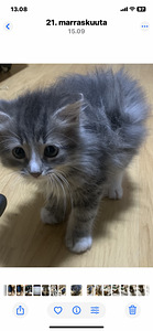 Komea pentu poika. (4 valokuva sivusta 4)