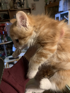 Poika pentu (2 valokuva sivusta 3)