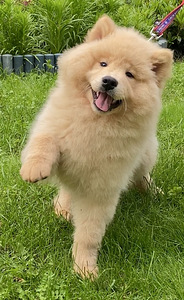 Eurasier tõuraamatuga kutsikad (4 foto / 10)