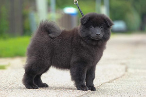 Eurasier tõuraamatuga kutsikad (6 foto / 10)