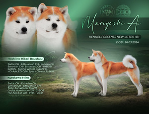 Akita inu kutsikad (6 foto / 7)