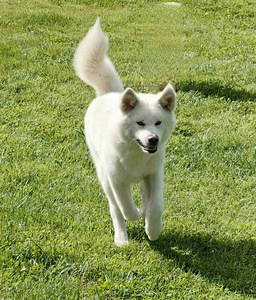 Akita inu kutsikad (3 foto / 7)