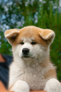 Akita inu kutsikad (1 foto / 7)