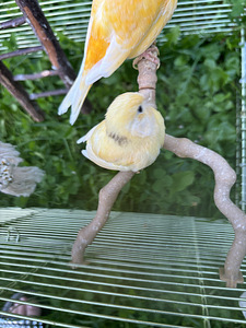 Kanaarilind / kanaarilind (3 foto / 5)